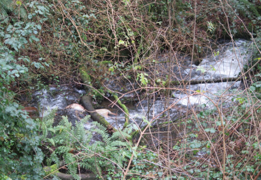 O concello denuncia a aparición de 6 porcos mortos nun regato de Coiro