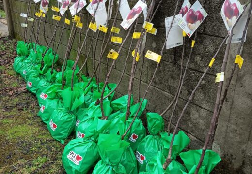 Case cen persoas participan este ano nos cursos de poda e enxerto organizados polo Concello de Carballo e Dixardín