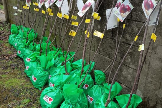 Case cen persoas participan este ano nos cursos de poda e enxerto organizados polo Concello de Carballo e Dixardín