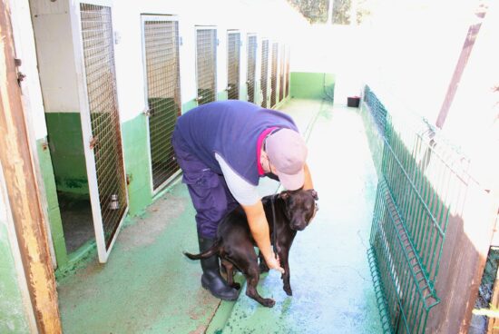 Só o 15% dos 1.073 cans e gatos recollidos polo servizo municipal de recollida e protección animal desde o ano 2012 estaban correctamente identificados con microchip