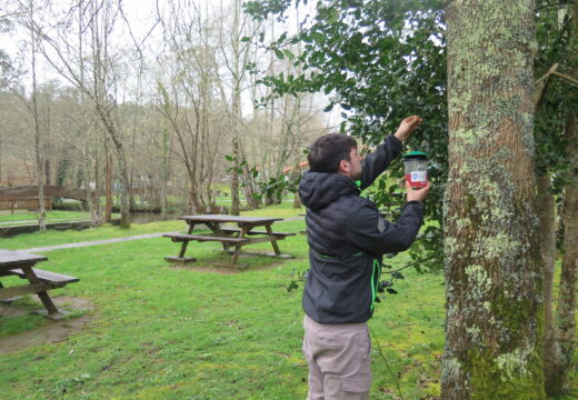 O concello inicia a campaña de trampeo de raíñas de avespa velutina