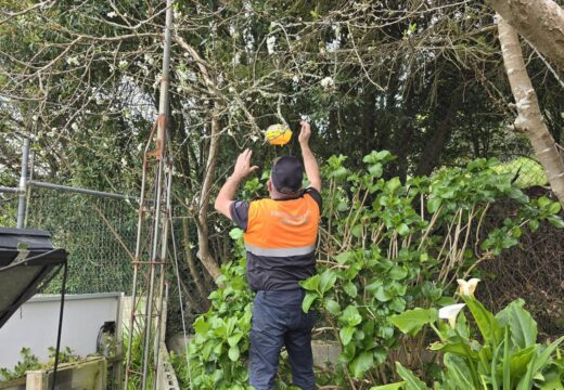 O Concello de Ponteceso inicia a campaña de trampeo da vespa velutina e abre o prazo para solicitar material