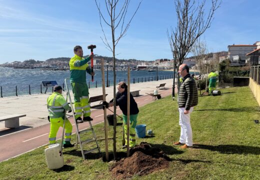 O Concello de Ribeira inviste 4.967 euros en reverdecer varios espazos públicos