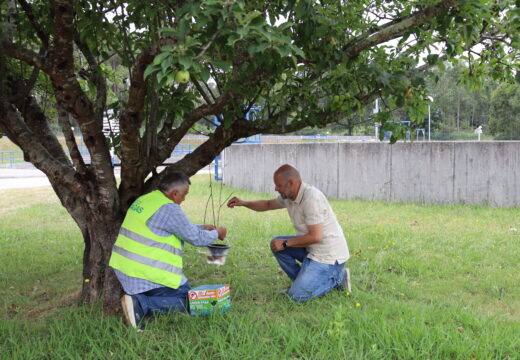 Carballo incorporase á Rede Galega de Vixilancia de Vectores cunha campaña de detección temperá do mosquito tigre