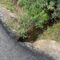 BNG de Santa Comba denuncia defectos na obra de reparación da estrada que vai do Outeiro a Tapia en San Cristobo de Mallón