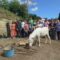 O campo de voluntariado internacional actúa no Castro de Montes Claros e incorpora como novidade o menhir de Erboedo