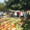 A festa do barro despide unha exitosa XXXII edición de Alfaroleiros