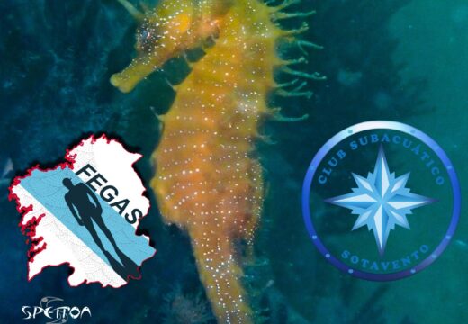 Ribeira anima a captar as mellores instantáneas submarinas co quinto Campionato Infantil de Fotografía de Peixes