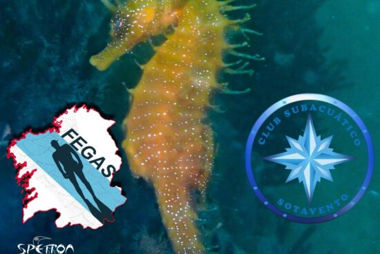 Ribeira anima a captar as mellores instantáneas submarinas co quinto Campionato Infantil de Fotografía de Peixes