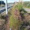 O BNG denuncia o risco crítico de accidentes na autovía AC14 de entrada na Coruña