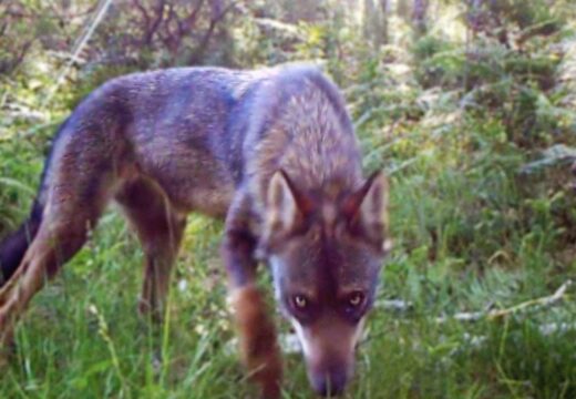 Neda proxecta o venres o ensaio fílmico “Salvaxe, salvaxe”, reflexión sobre a cohabitación entre lobos e humanos